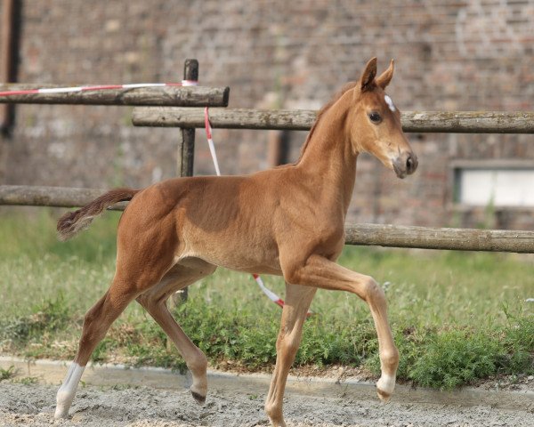 horse Stute von Escaneno / Fürstenball (Hanoverian, 2023, from Escaneno)