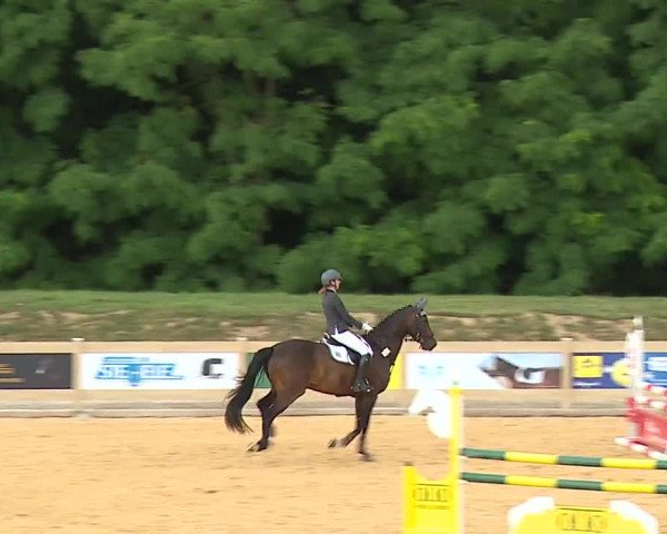 Reitturnier Tiefenhof/Opf. 2023