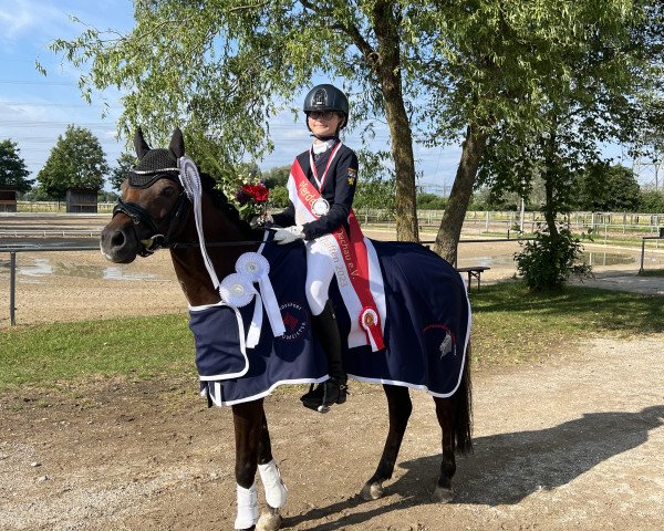 dressage horse Caruso 516 (German Riding Pony, 2010, from Cappuccino)
