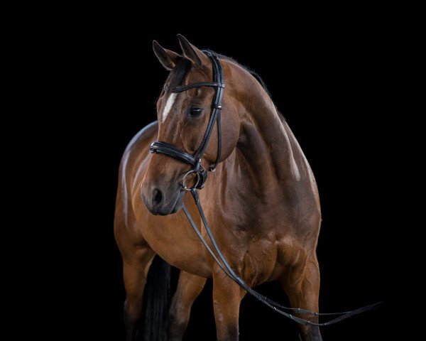 Pferd Sisu 2 (Oldenburger, 2012, von Surprice)