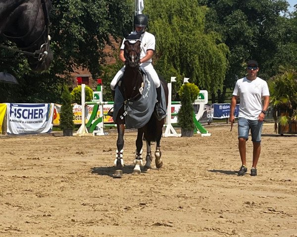 jumper Aura Adara (Westphalian, 2012, from Arpeggio)