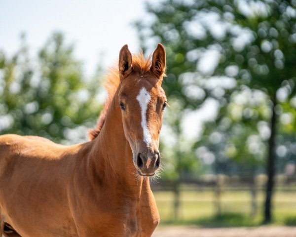 horse Diacoré (Westphalian, 2023, from Diablue PS)