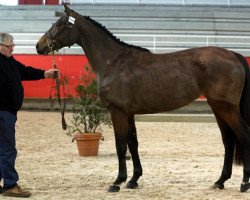 stallion Duc du Fresne (Selle Français, 2013, from Vigo Cécé)