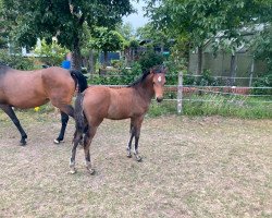 Pferd Dance for my Pleasure (Deutsches Reitpony, 2023, von Dance For Me)
