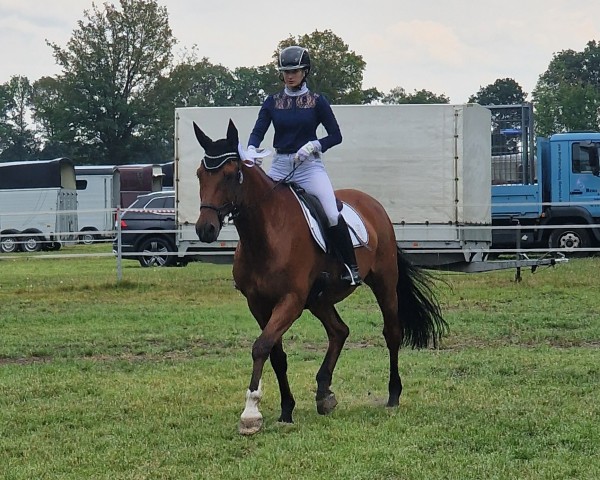 dressage horse Cäpt'n Sharky (Westphalian, 2009, from Captain Fire)