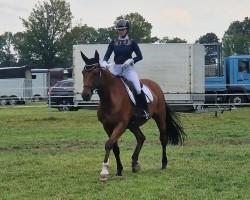 dressage horse Cäpt'n Sharky (Westphalian, 2009, from Captain Fire)