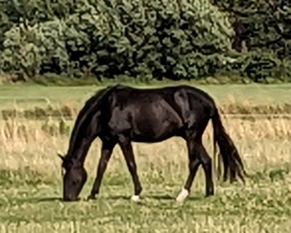 horse Aquattro Z (Zangersheide riding horse, 2020, from Ascot van de Helle)