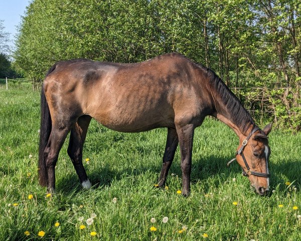 broodmare Ganesha L'Enchanté (Selle Français, 1994, from Papillon Rouge)