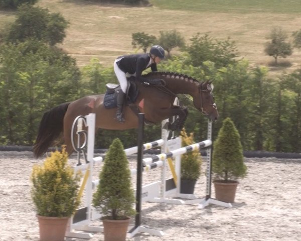Cavallo da salto Sue 79 (Cavallo Sportivo Tedesco, 2017, di DSP Superior)