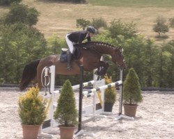 Springpferd Sue 79 (Deutsches Sportpferd, 2017, von DSP Superior)