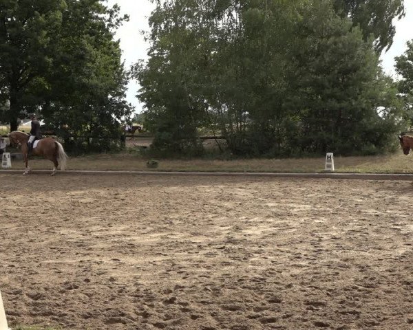 Reitturnier Thönse 2023