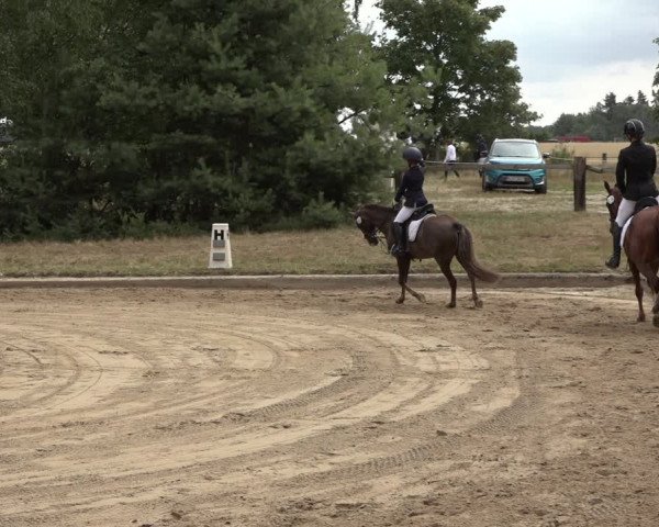 Reitturnier Thönse 2023