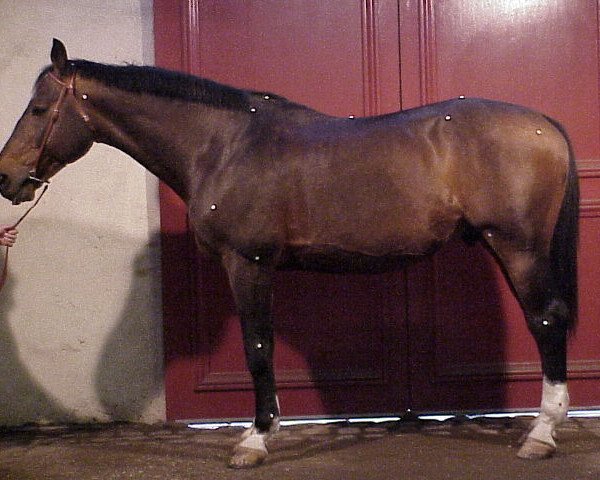 stallion Ugo du Midour (Selle Français, 1986, from Fol Vent AA) stallion Ugo du Midour (Selle Français, 1986, from Fol Vent AA)
