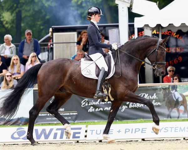 Cavallo da Dressage S'il vous plaît 3 (Oldenburger, 2019, di Tørveslettens Sylvester)