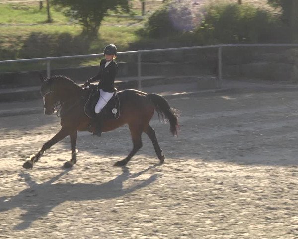 Reitturnier Ehningen 2023