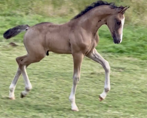 horse Goldstück KW (German Riding Pony, 2023, from Gold Garant)