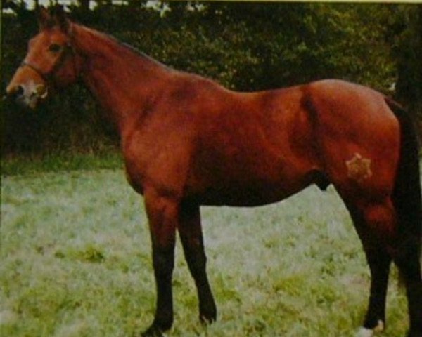 Deckhengst Almach des Isles (Selle Français, 1988, von Alme)