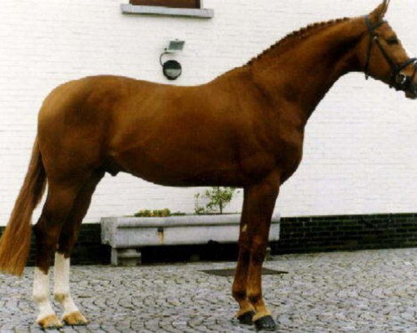 stallion Weltmeyer II (Hanoverian, 1990, from Weltmeyer) stallion Weltmeyer II (Hanoverian, 1990, from Weltmeyer)