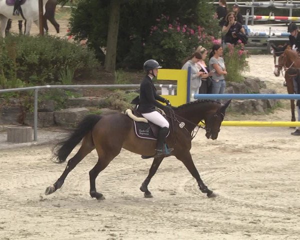 Reitturnier Ehningen 2023