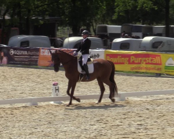 Reitturnier Amstetten 2023