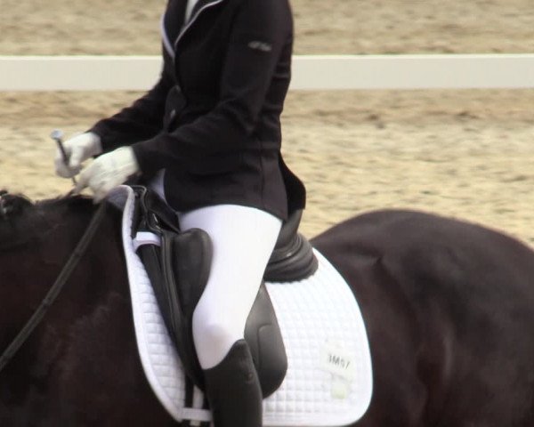Reitturnier Amstetten 2023