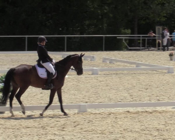 Reitturnier Amstetten 2023