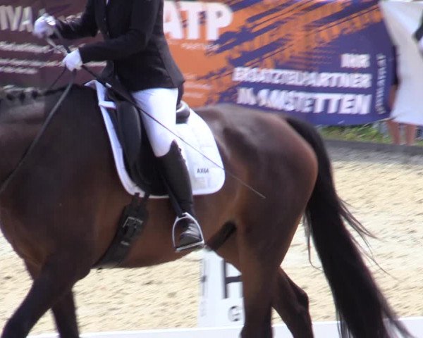Reitturnier Amstetten 2023