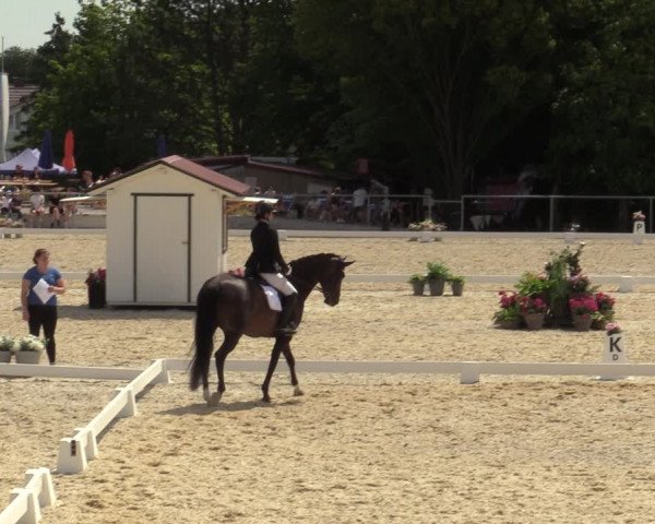 Reitturnier Amstetten 2023