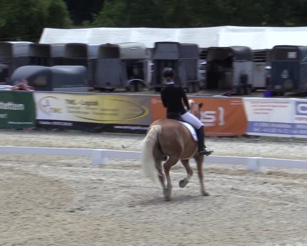 Reitturnier Amstetten 2023