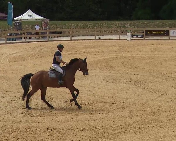 Reitturnier Tiefenhof/Opf. 2023