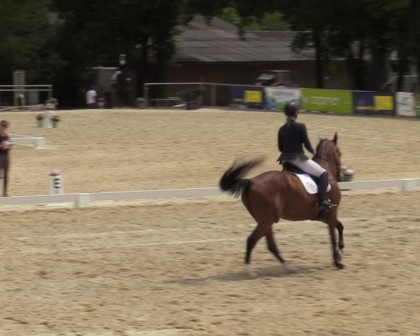 Reitturnier Amstetten 2023