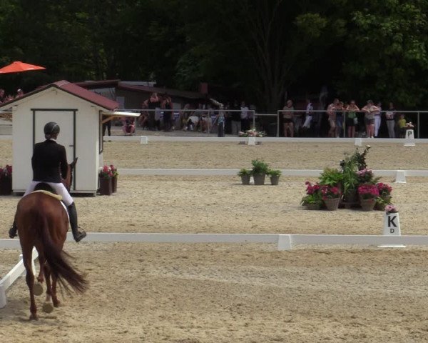 Reitturnier Amstetten 2023