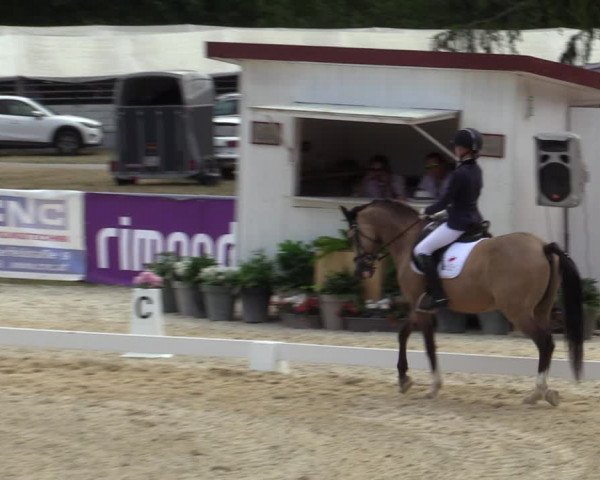 Reitturnier Amstetten 2023
