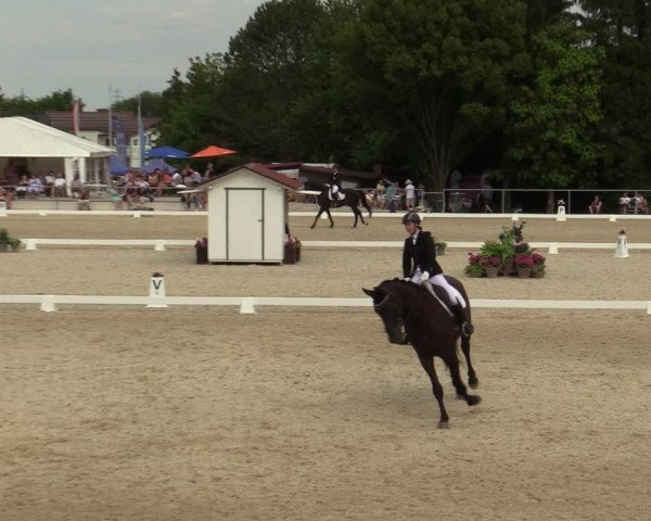 Reitturnier Amstetten 2023