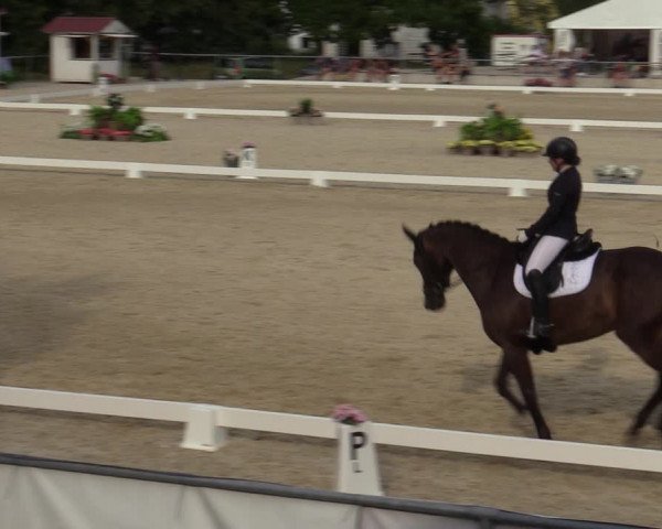 Reitturnier Amstetten 2023
