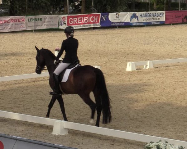 Reitturnier Amstetten 2023