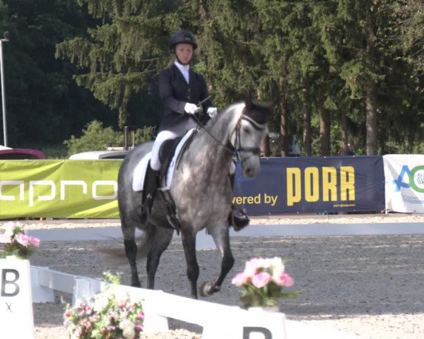 Reitturnier Amstetten 2023