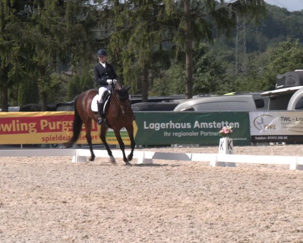 Reitturnier Amstetten 2023
