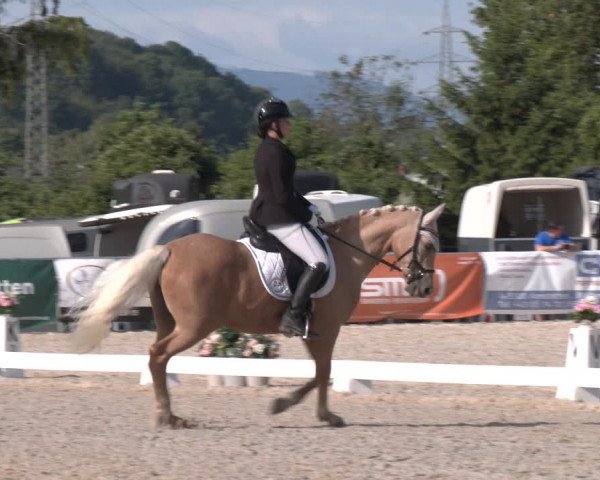 Reitturnier Amstetten 2023