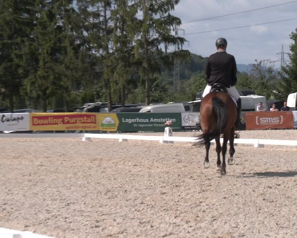 Reitturnier Amstetten 2023
