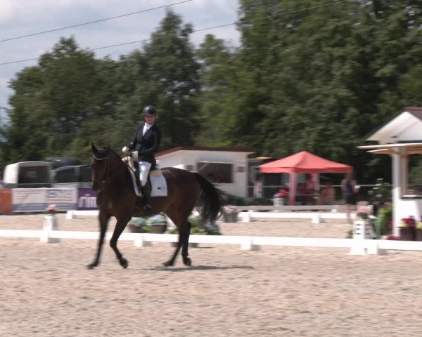 Reitturnier Amstetten 2023