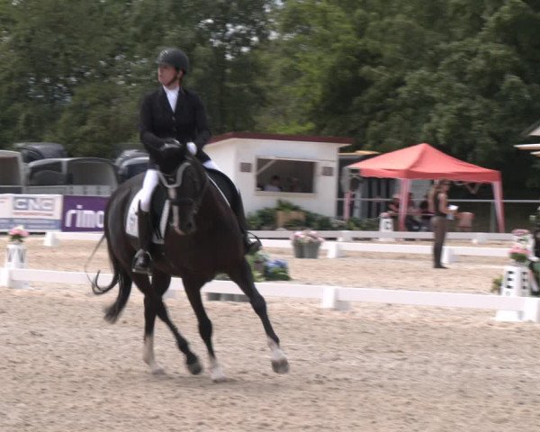 Reitturnier Amstetten 2023