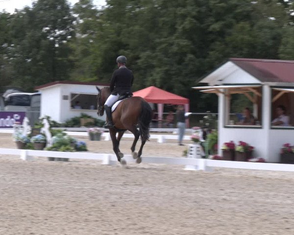 Reitturnier Amstetten 2023