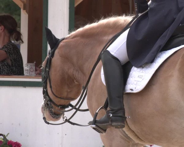 Reitturnier Amstetten 2023