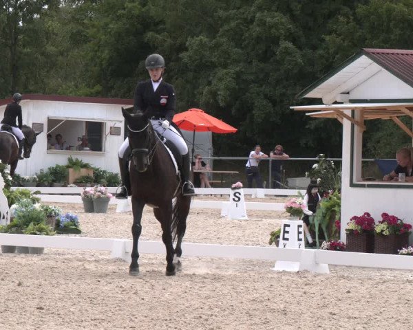 Reitturnier Amstetten 2023