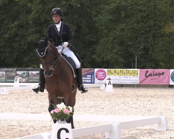 Reitturnier Amstetten 2023