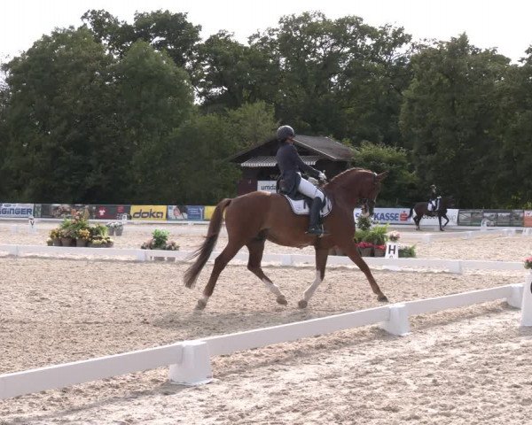 Reitturnier Amstetten 2023