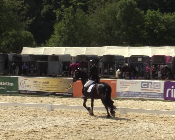 Reitturnier Amstetten 2023