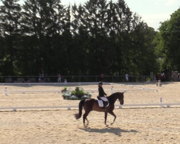 Reitturnier Amstetten 2023
