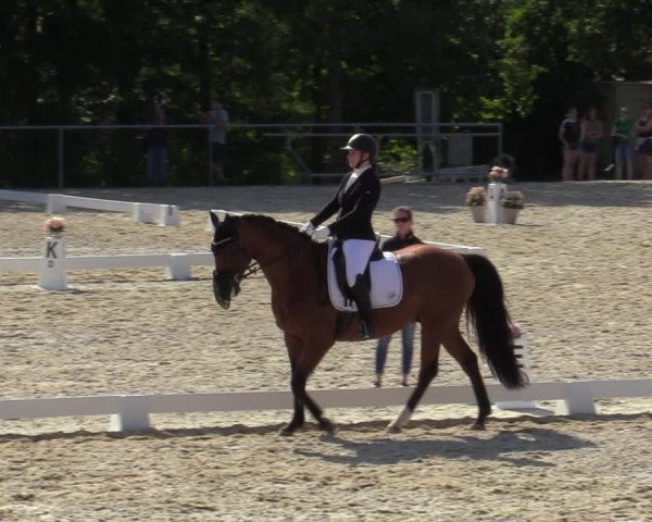 Reitturnier Amstetten 2023